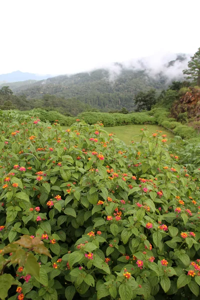 Çiçekler ve dağ — Stok fotoğraf