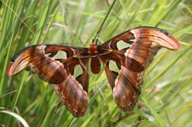 Attacus atlas