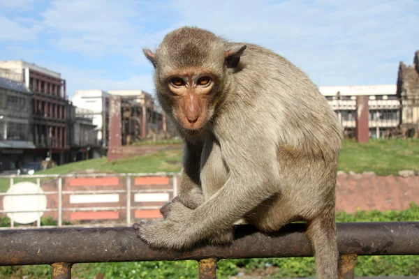 Monkey in Lop Buri — Stock Photo, Image