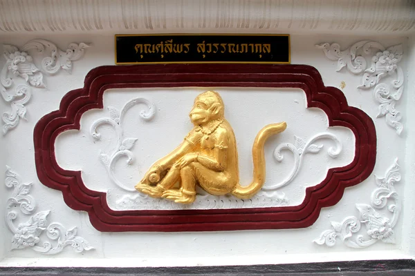 Golden monkey — Stock Photo, Image