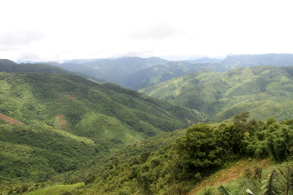 Yeşil orman ve dağ — Stok fotoğraf