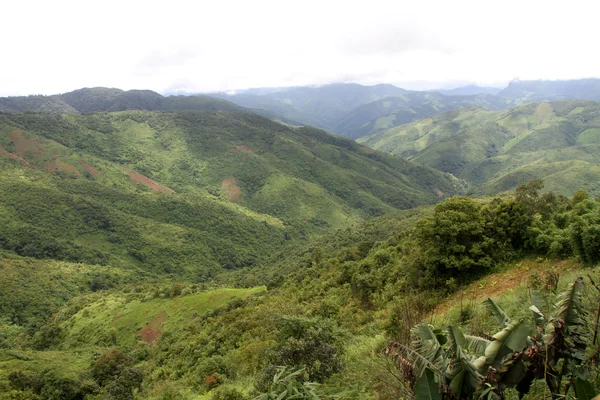 Yeşil orman ve dağ — Stok fotoğraf