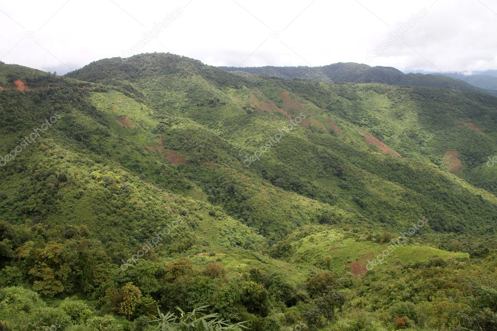 Green forest and mountain