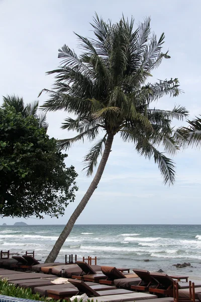Chaises sous palmier — Photo