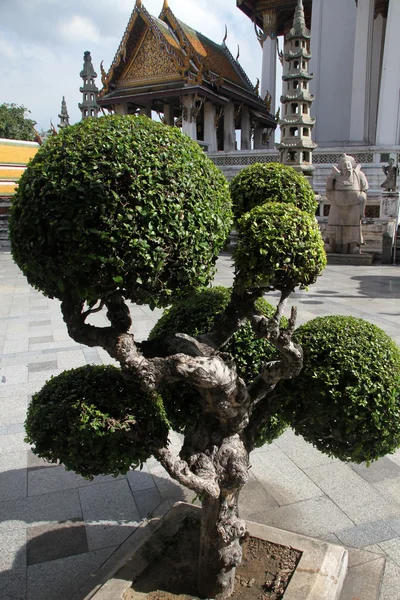 Stock image Green tree