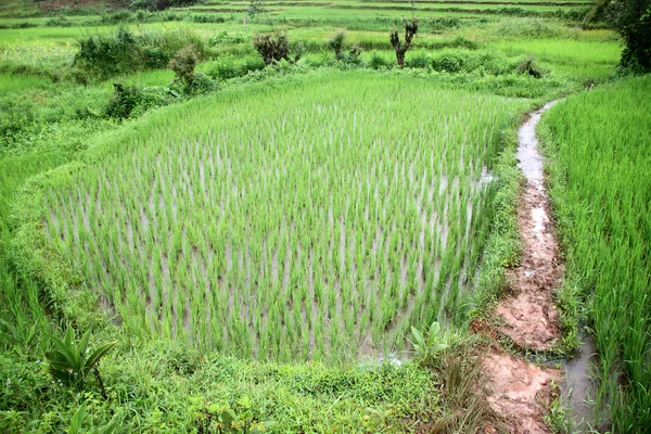 Fußweg und Reis — Stockfoto