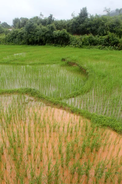 Agua integral y arroz verde —  Fotos de Stock