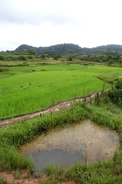 Teich und Reis — Stockfoto