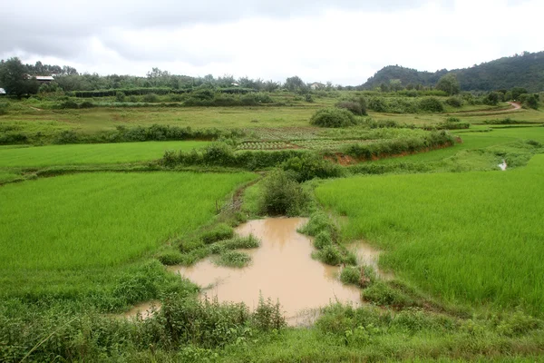 Lagoa e arroz — Fotografia de Stock
