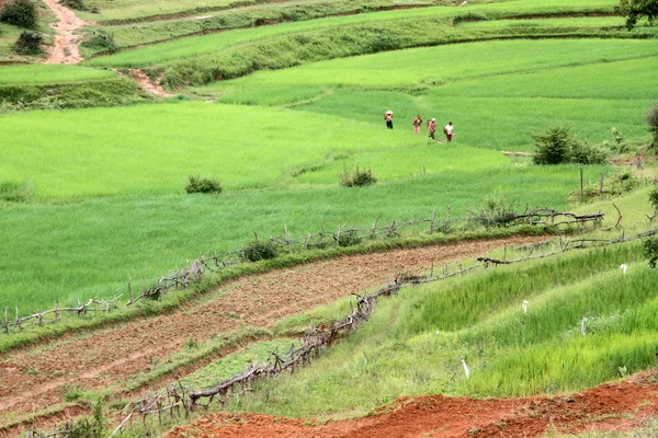 Câmpuri de orez — Fotografie, imagine de stoc