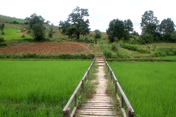 Trä bro och ris fält — Stockfoto