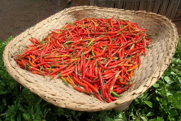 stock image Red pepper