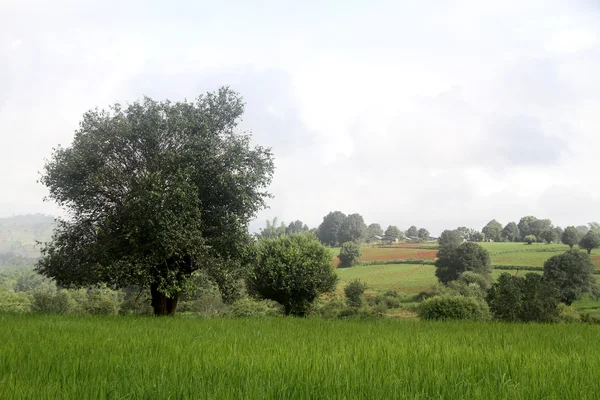 Trres en groen veld in de buurt van dorp, myanmar — Stockfoto