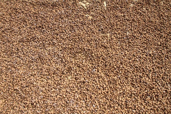Cacahuetes secos —  Fotos de Stock
