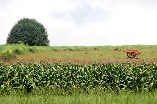 Грязная деревянная повозка на зеленом поле — стоковое фото
