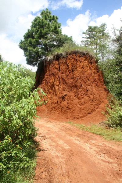 Árvore e estrada suja — Fotografia de Stock