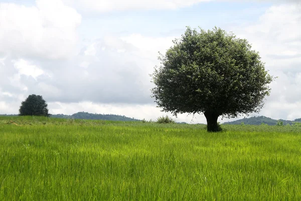 Grote boom en groen gras — Stockfoto