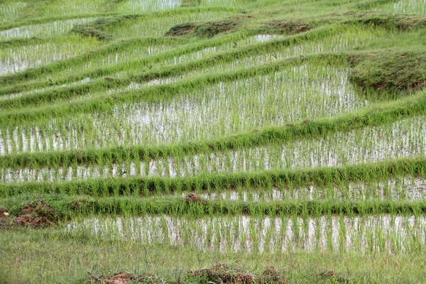 Reisfelder — Stockfoto