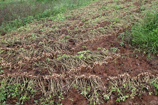 Cacahuètes sur le terrain — Photo