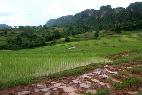 脏的路和水稻领域 — 图库照片