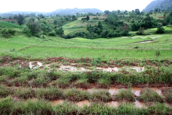 脏的路和水稻领域 — 图库照片