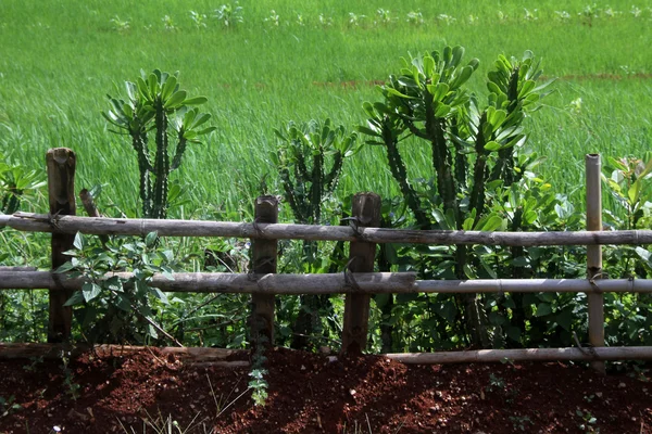 Деревянный забор и зеленое поле — стоковое фото