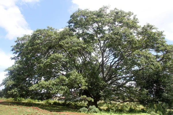 非常に大きな木 — ストック写真