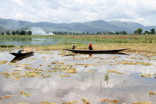 Вода на рисовом поле — стоковое фото