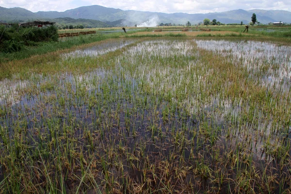 Pirinç alan üzerinde su — Stok fotoğraf
