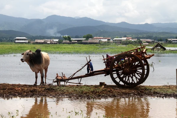 Ko och trä vagn — Stockfoto