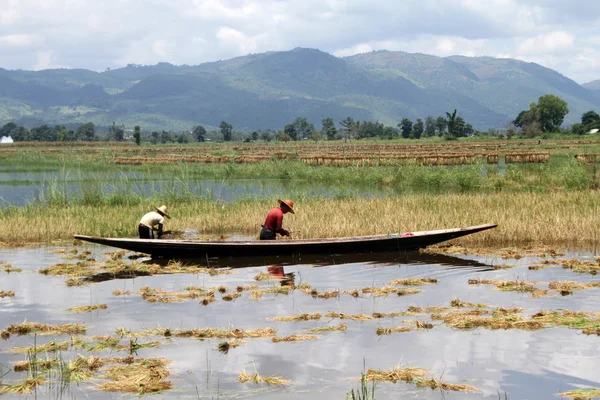 Water op de rijst veld — Stockfoto