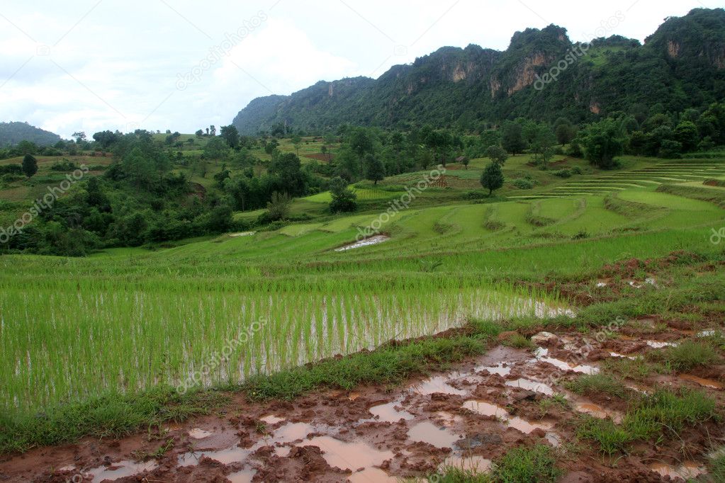 Dirty road and rice fields