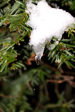 Icicle'ı çam ağacı üzerinde