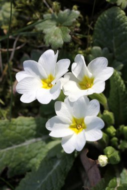 Bahar primula