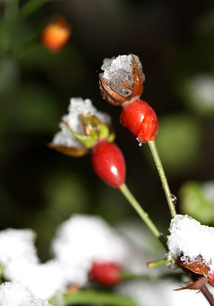 stock image Winter