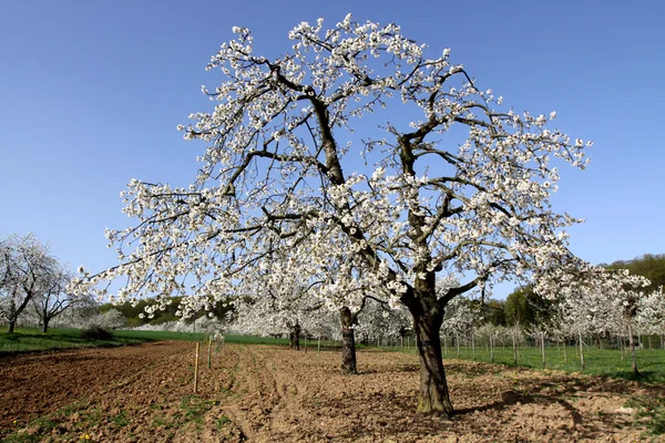 Virágzó cseresznye fa — Stock Fotó