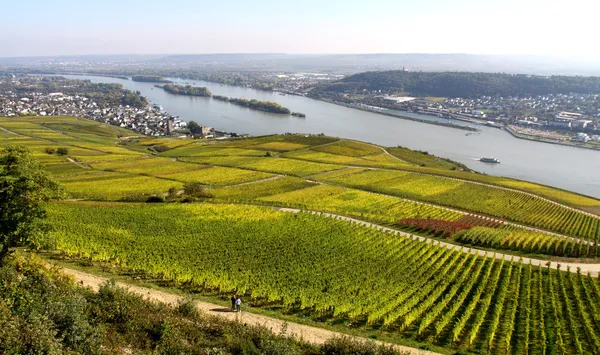 Rüdesheim vingårdar — Stockfoto