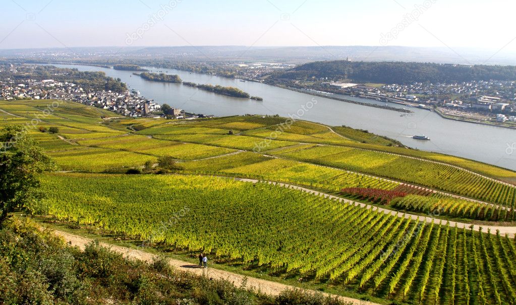 Ruedesheim vineyards