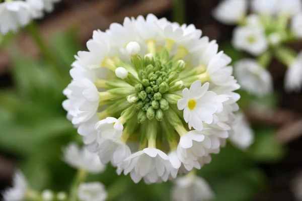 A primrose in the spring — Stock Photo, Image