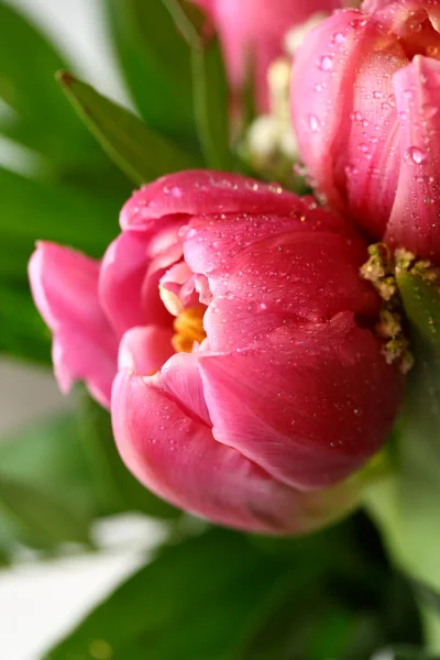 A bud of tulip — Stock Photo, Image