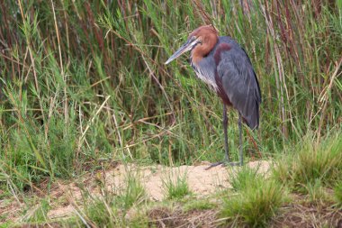 Goliath Heron clipart