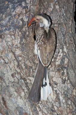 Red-Billed Hornbill clipart