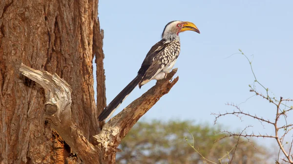 Hornbill amarelo-faturado do sul — Fotografia de Stock