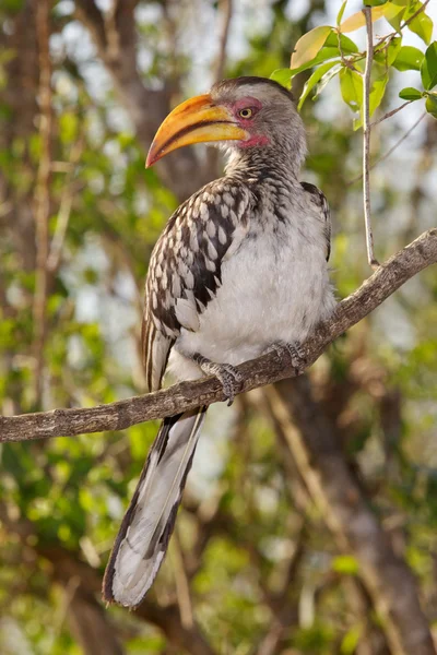 Hornbill de pico amarillo sur —  Fotos de Stock