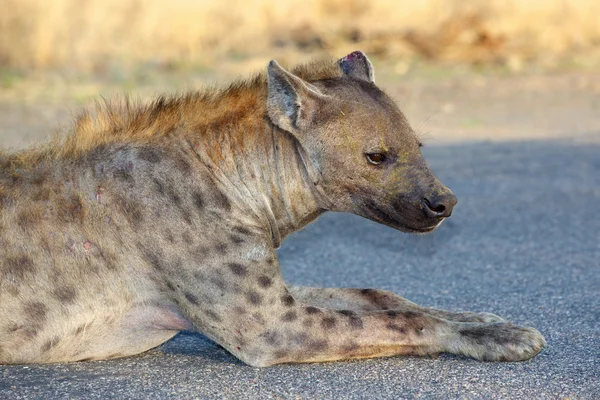 斑点的 hyaena — 图库照片