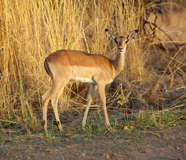 Impala Ewe — Stok fotoğraf