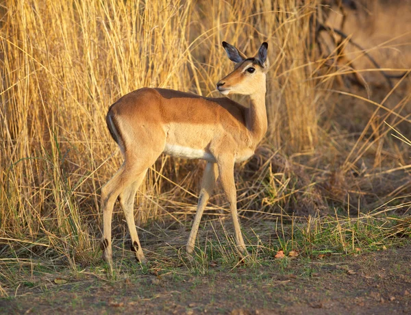 Impala pecora — Foto Stock