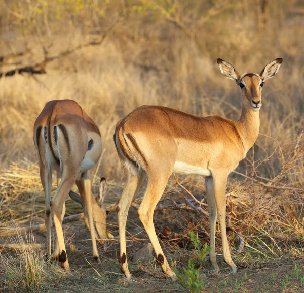 Impala Ewes — Stock Photo, Image