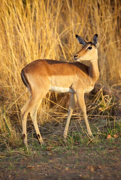 Impala Ewe — Stok fotoğraf