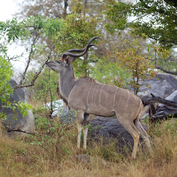 Toro Kudu —  Fotos de Stock